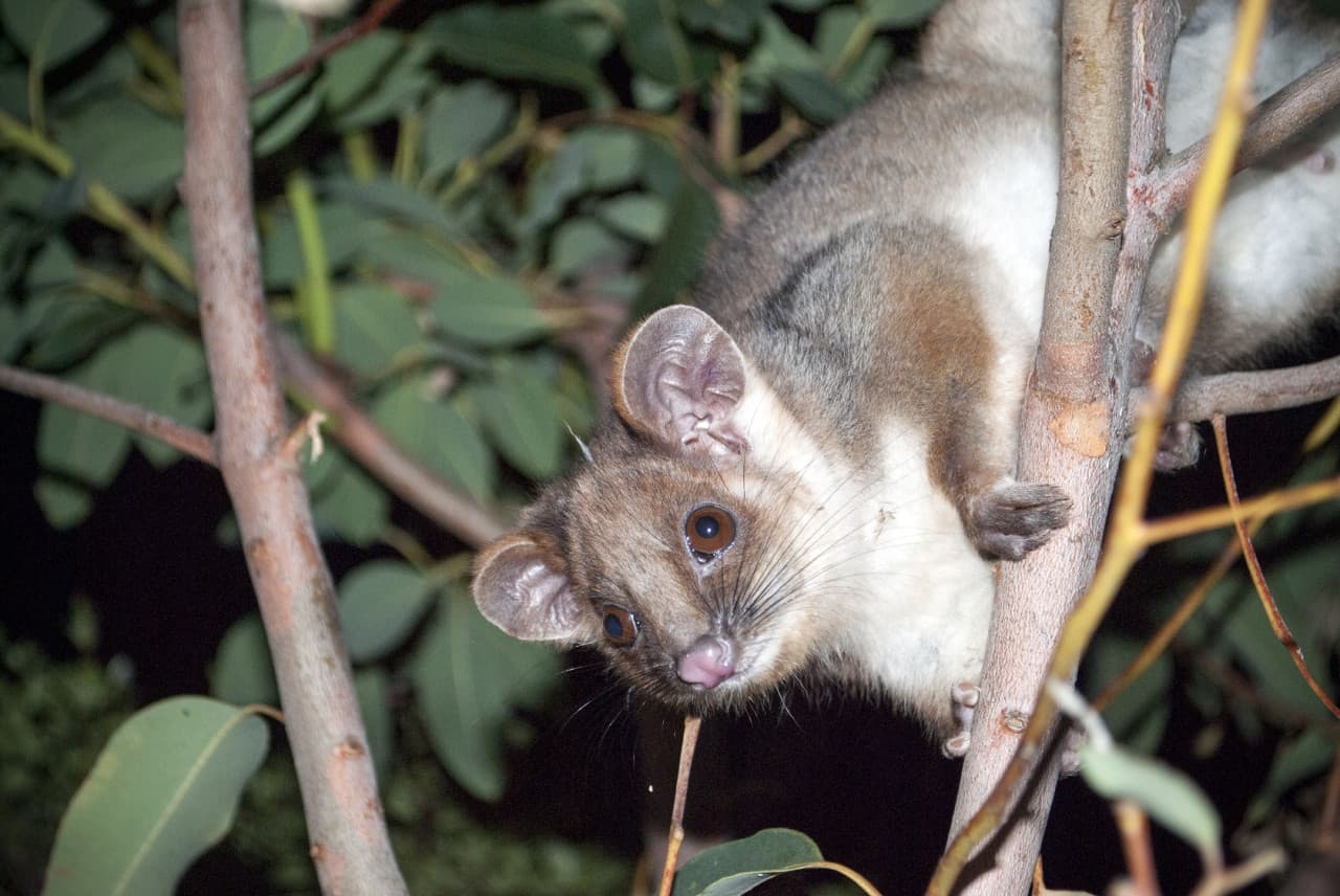 Guided Evening Rainforest Walk and Glow Worms Experience from Gold Coast - image 9