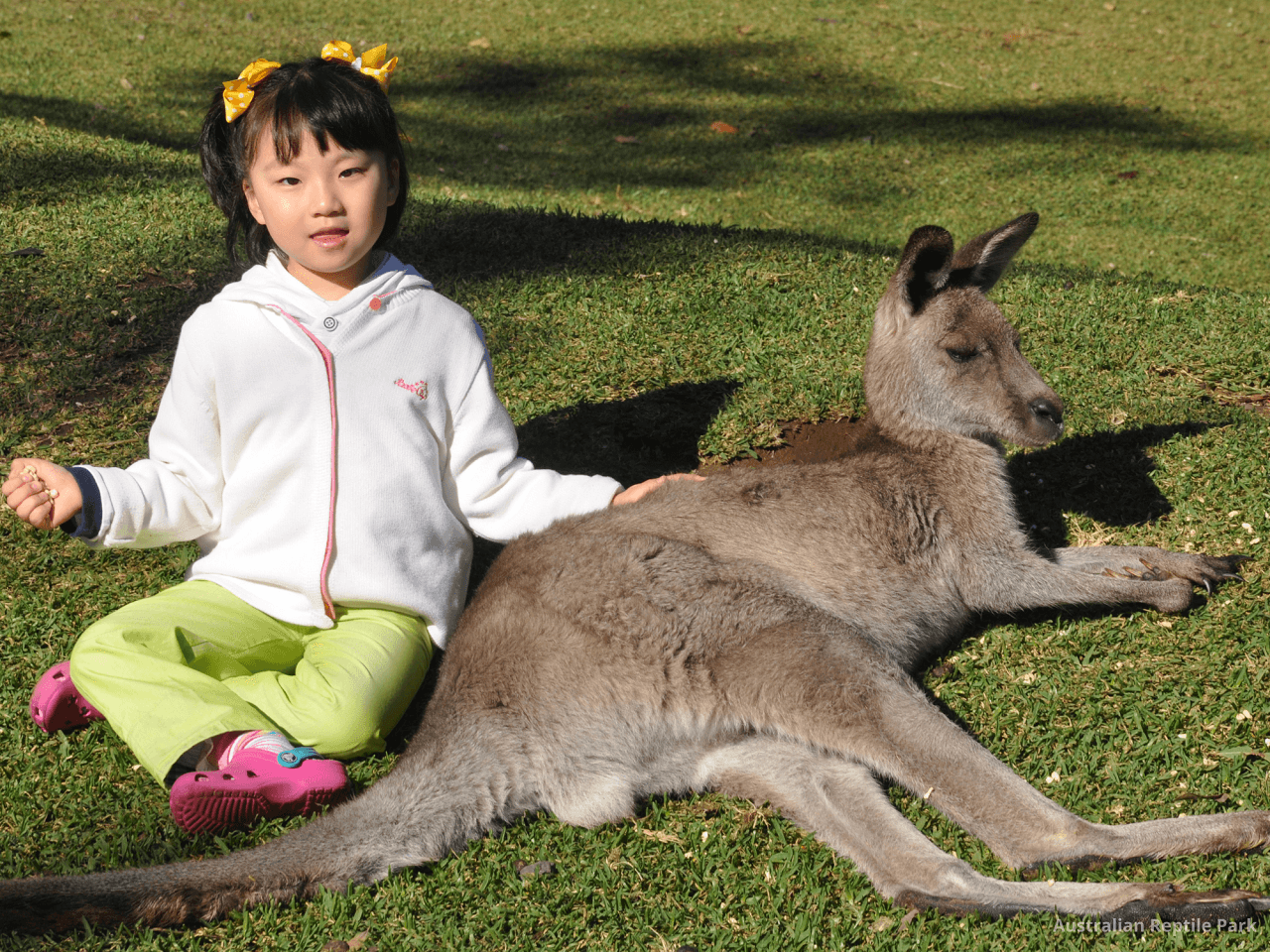 Australian Reptile Park - image 15