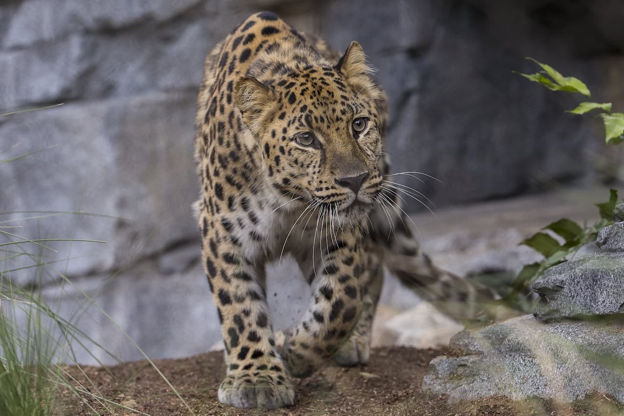 San Diego Zoo - image 9