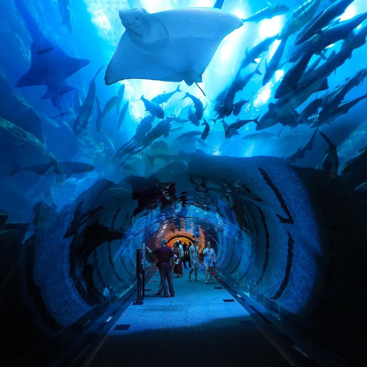 Dubai Aquarium and Underwater Zoo Ticket - image 11