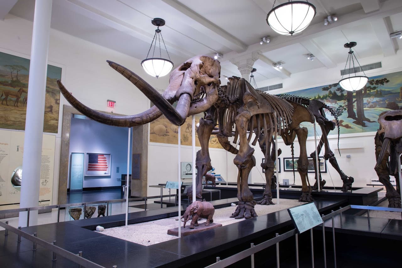 American Museum of Natural History Ticket - image 14