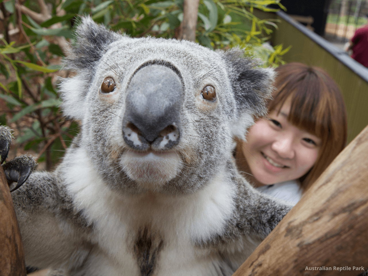 Australian Reptile Park - image 19