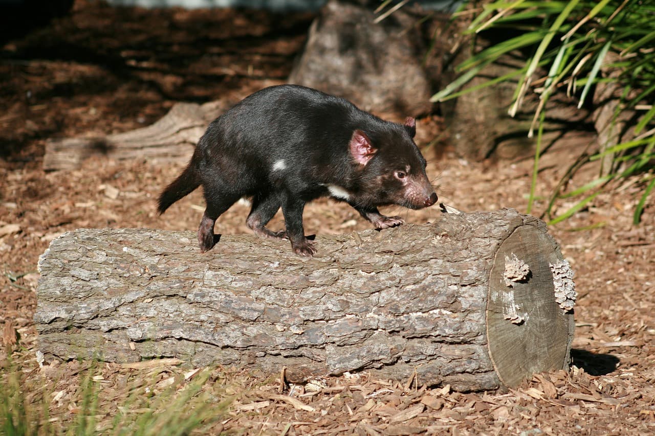 Bonorong Wildlife Sanctuary and Hobart City Tour - image 18