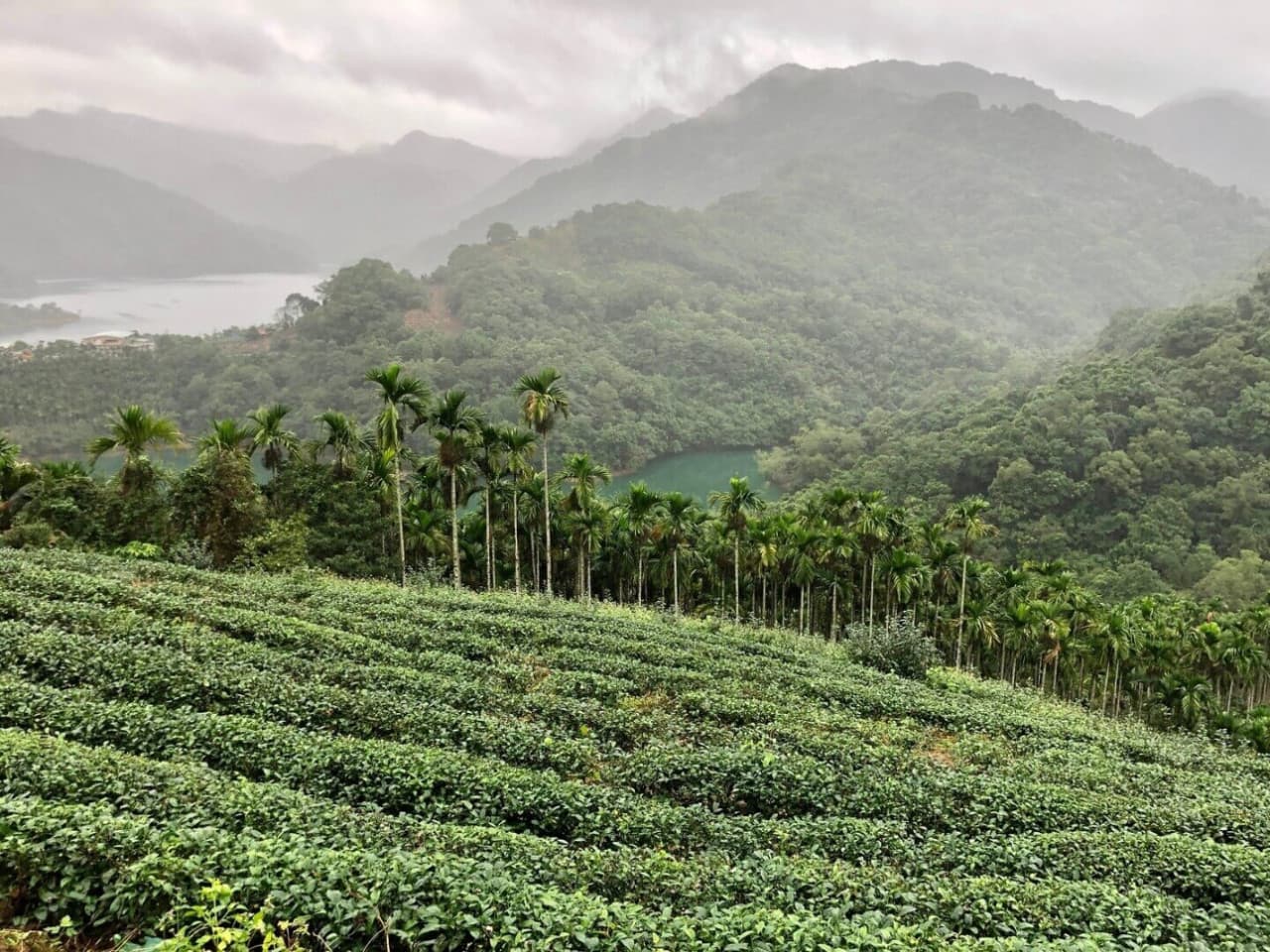 Pinglin Tea Culture and Maokong Full-Day Tour from Taipei - main image