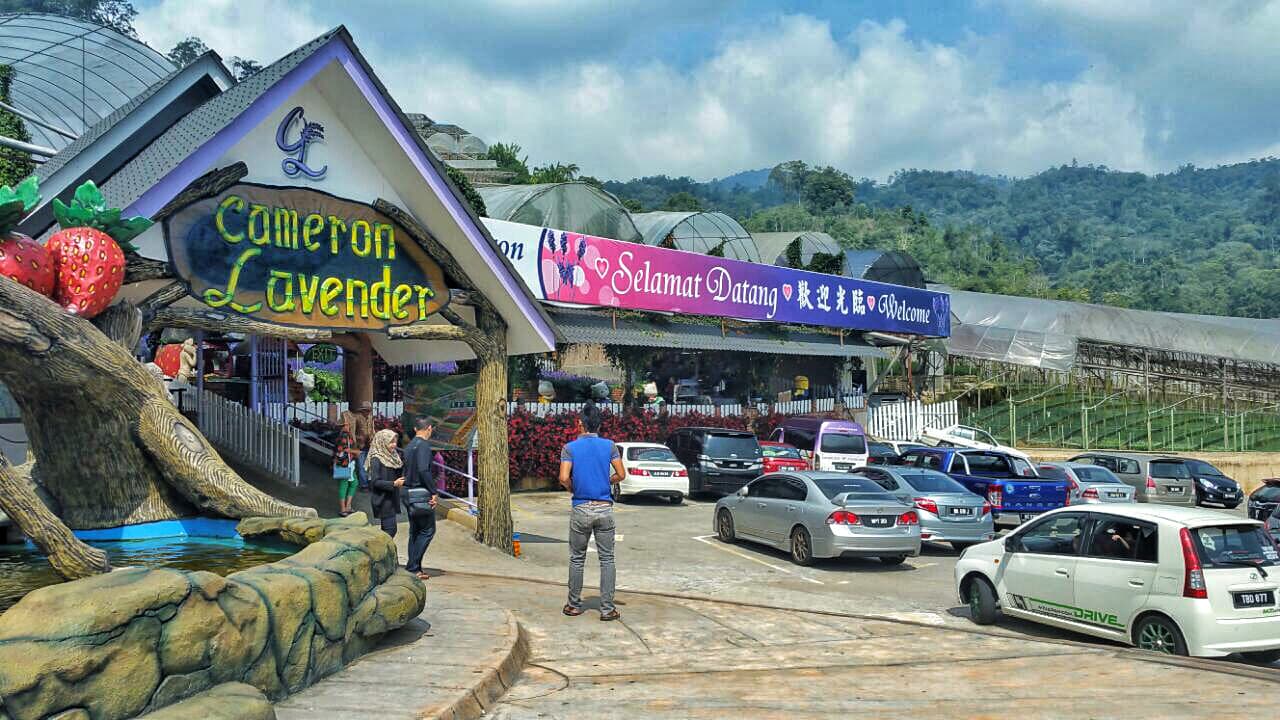 Tour a Cameron Highlands desde Kuala Lumpur - imagen 11