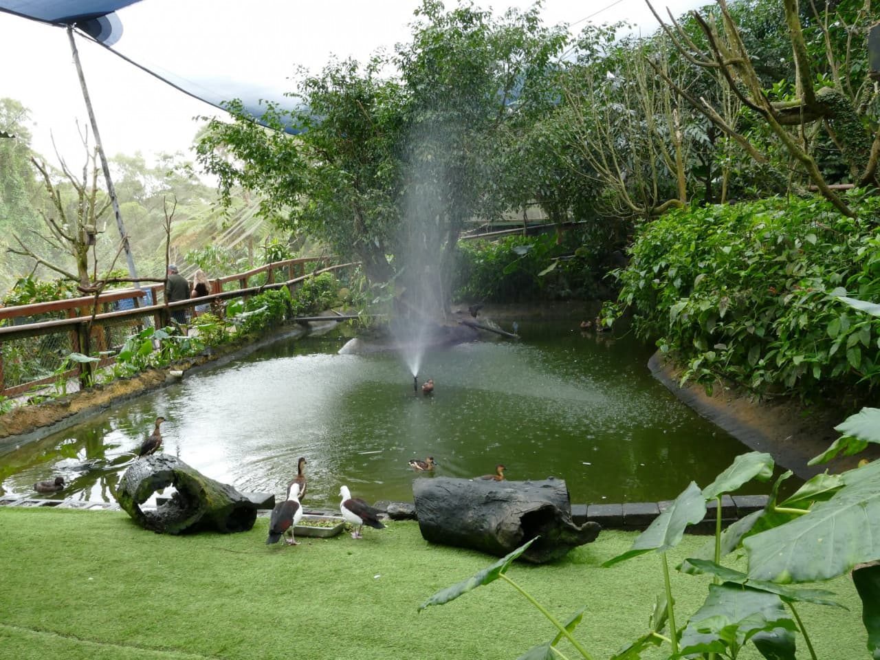 Birdworld Kuranda - image 8