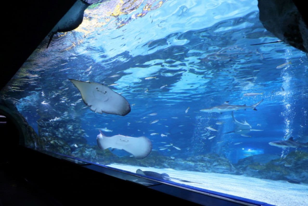 SEA LIFE COEX, Seoul Aquarium Ticket - image 6