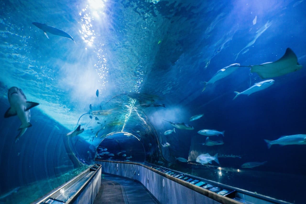 Aquarium of the Bay Ticket - main image