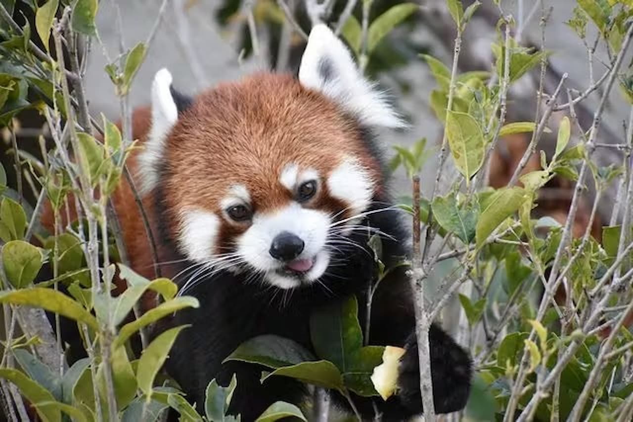 Nagoya-City Higashiyama Zoo and Botanical Gardens - image 4