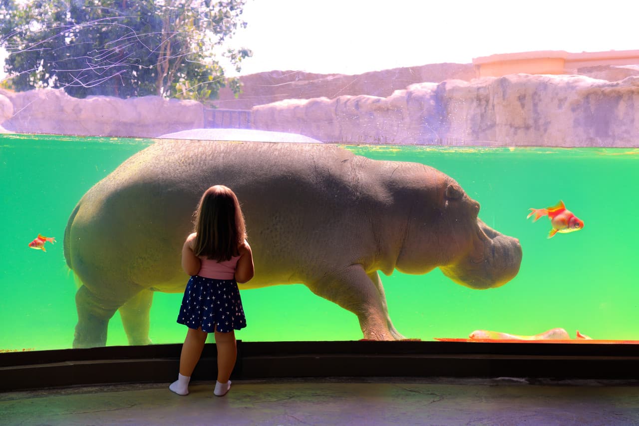 Dubai Safari Park Ticket - image 17