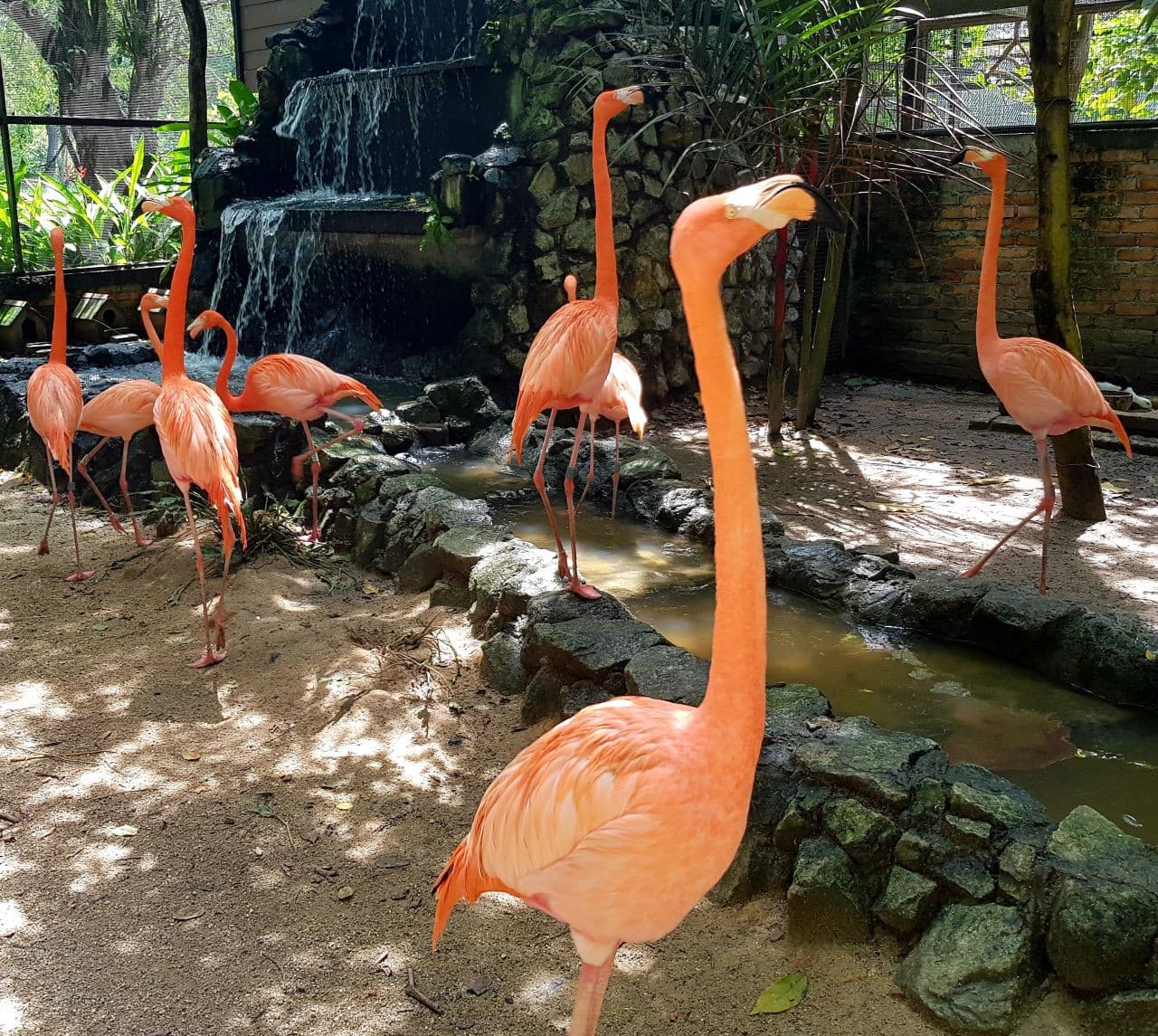 Penang Bird Park - image 3