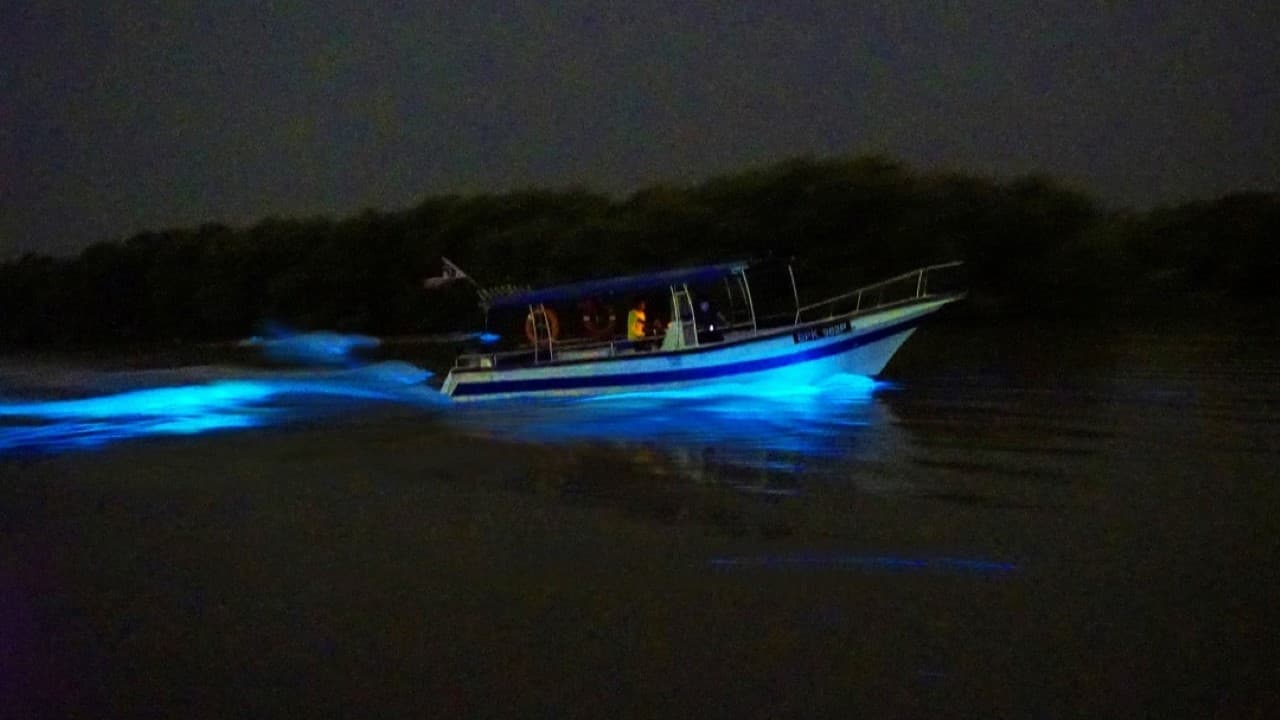 Blue Tears Boat Cruise in Kuala Selangor - image 6