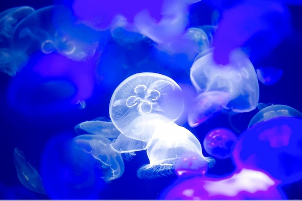 Aqua World Ibaraki Prefectural Oarai Aquarium Ticket - main image