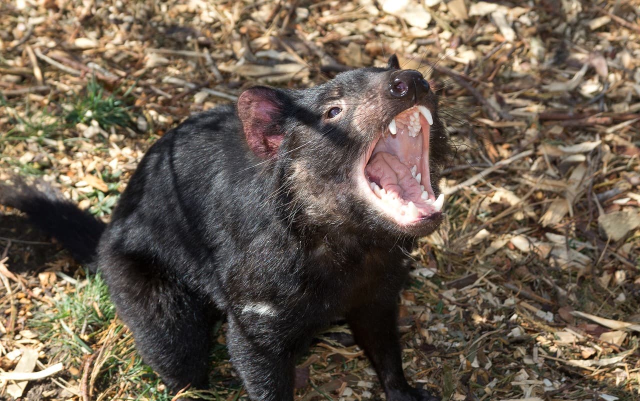 Bonorong Wildlife Sanctuary and Hobart City Tour - imagen 17