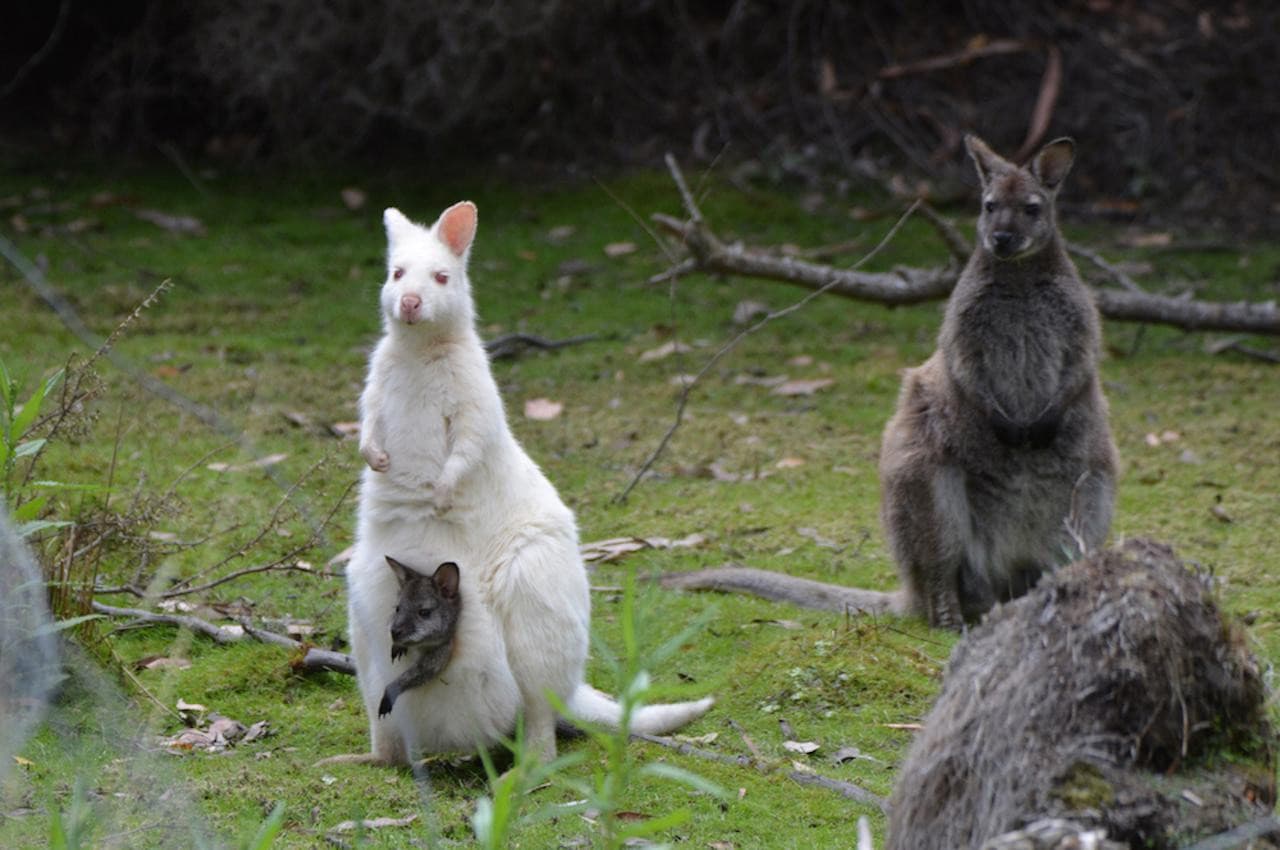 Bruny Island Full-Day Tour from Hobart - image 3