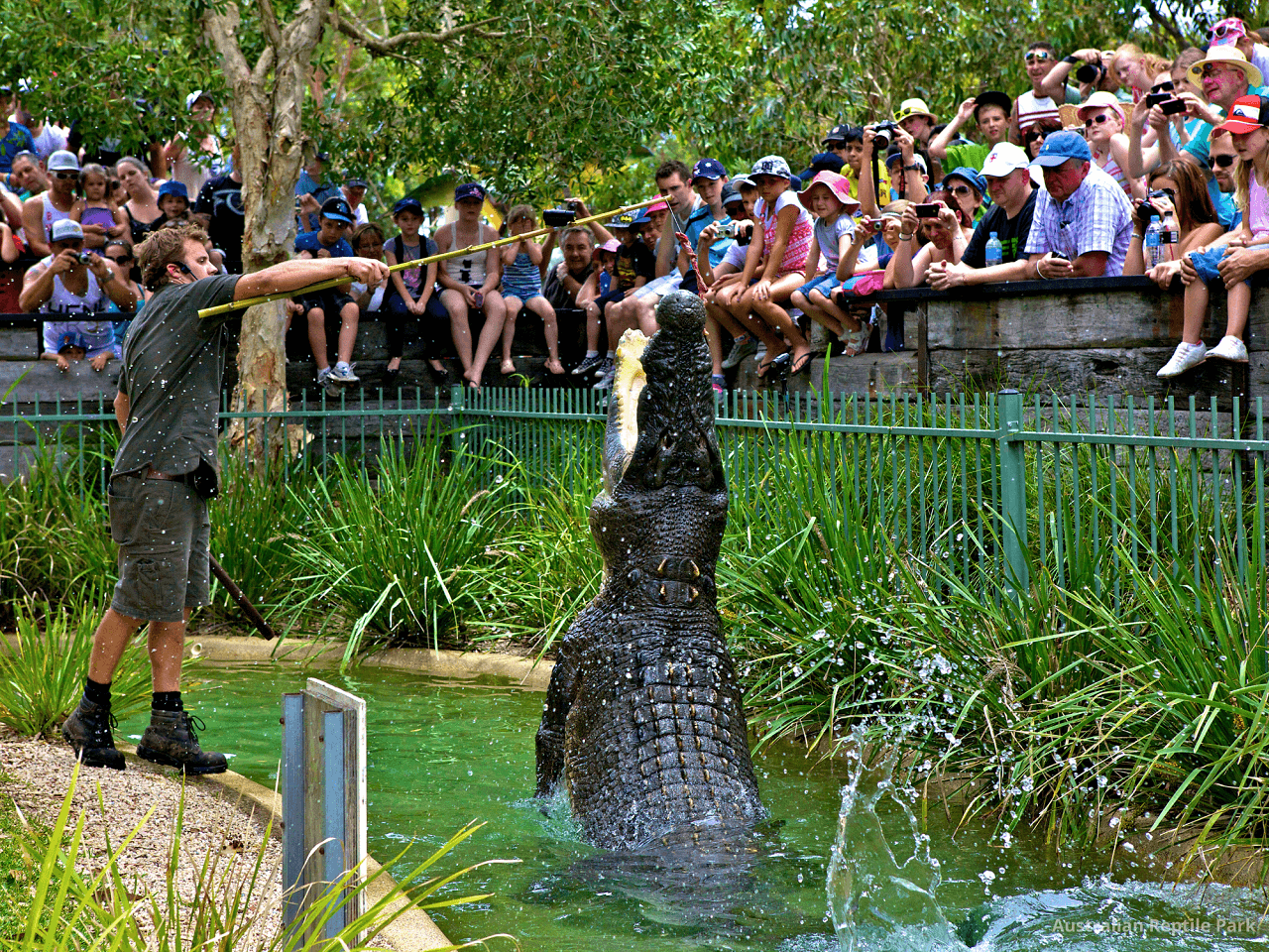 Australian Reptile Park - image 3