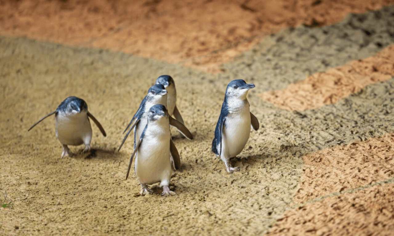 Phillip Island with Penguin Parade Eco Tour - image 29
