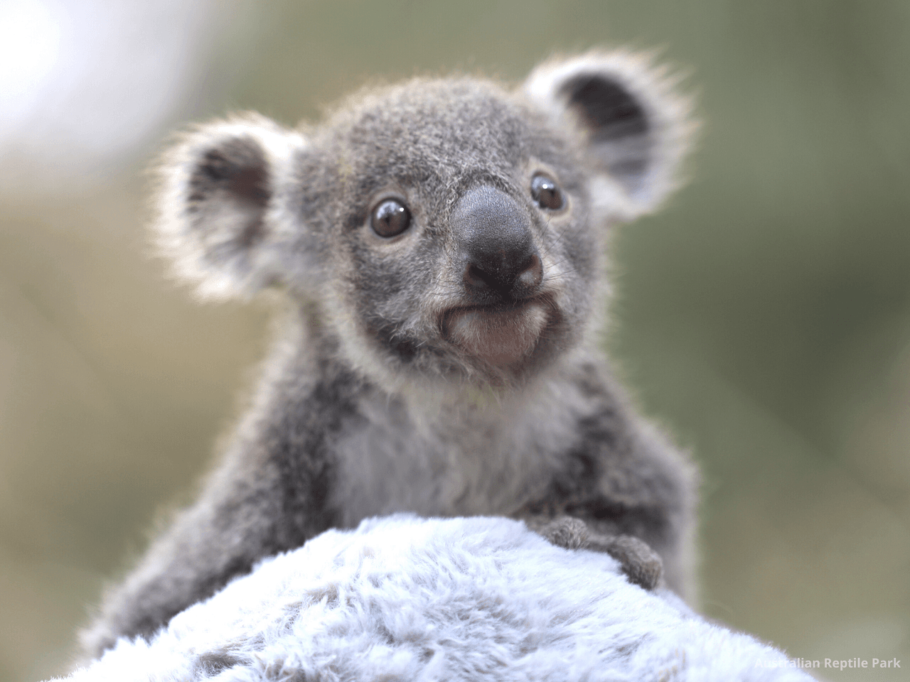 Australian Reptile Park - image 24