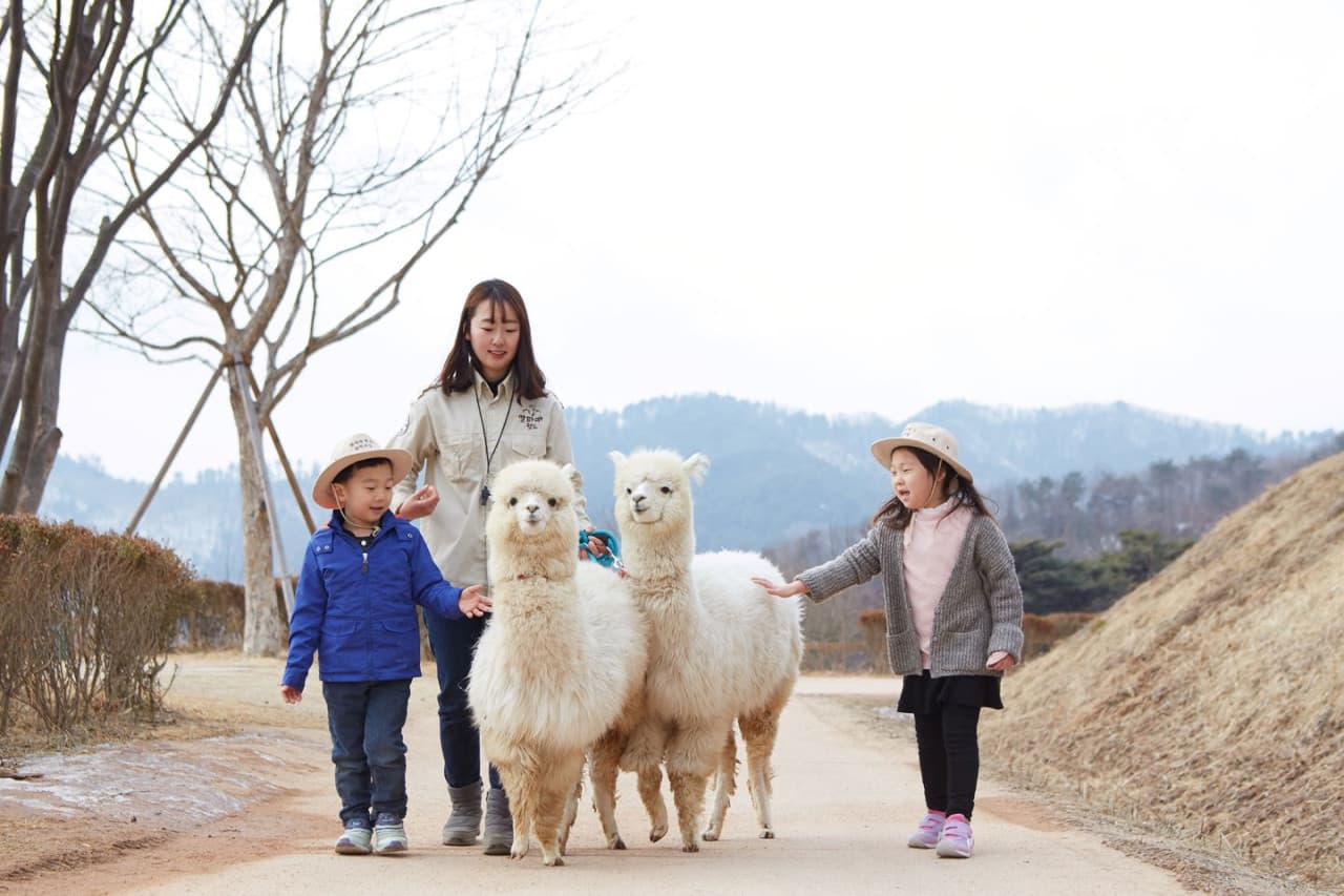 Alpaca World, Nami Island, and Garden of Morning Calm Tour from Seoul - main image