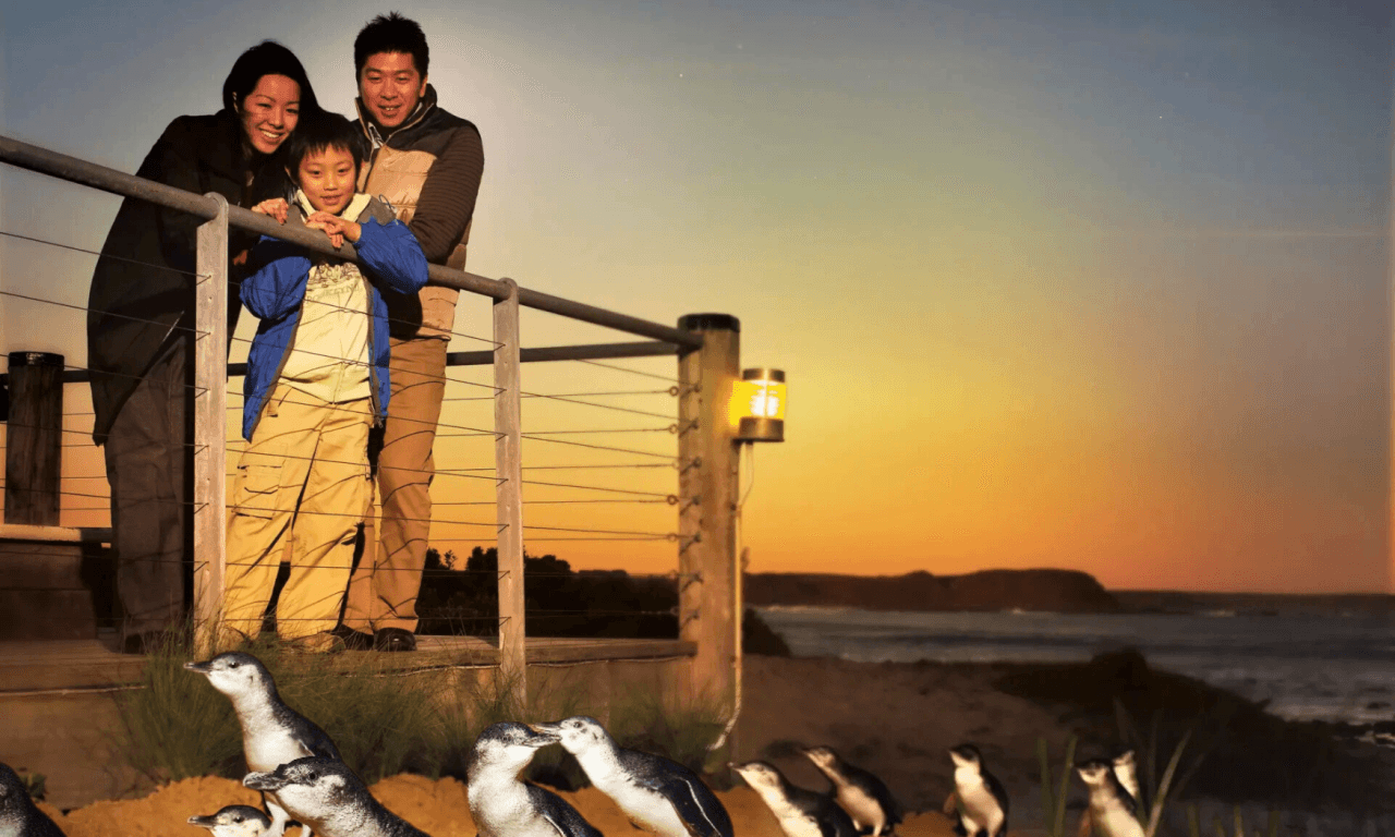 Phillip Island with Penguin Parade Eco Tour - image 3