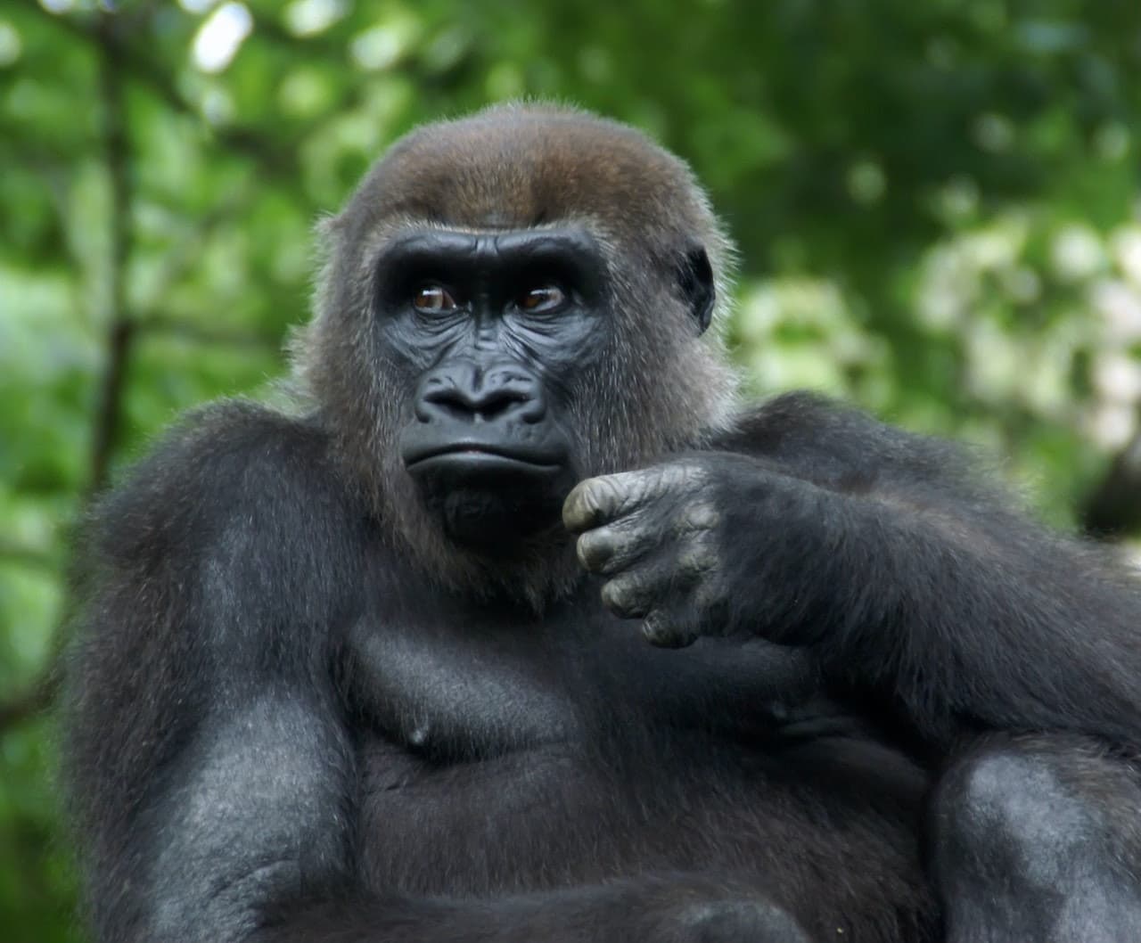 Bronx Zoo - image 7