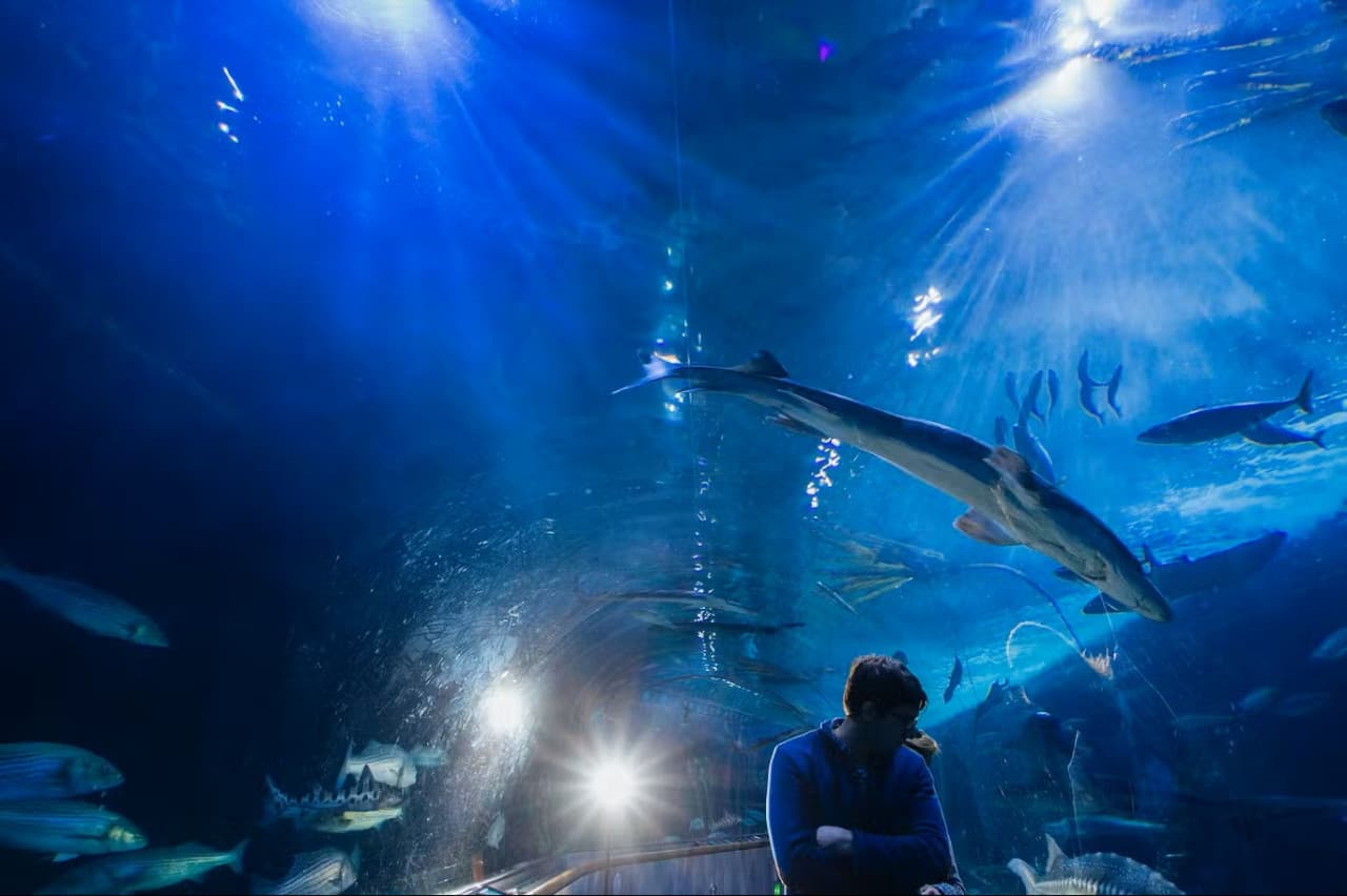 Aquarium of the Bay Ticket - image 5