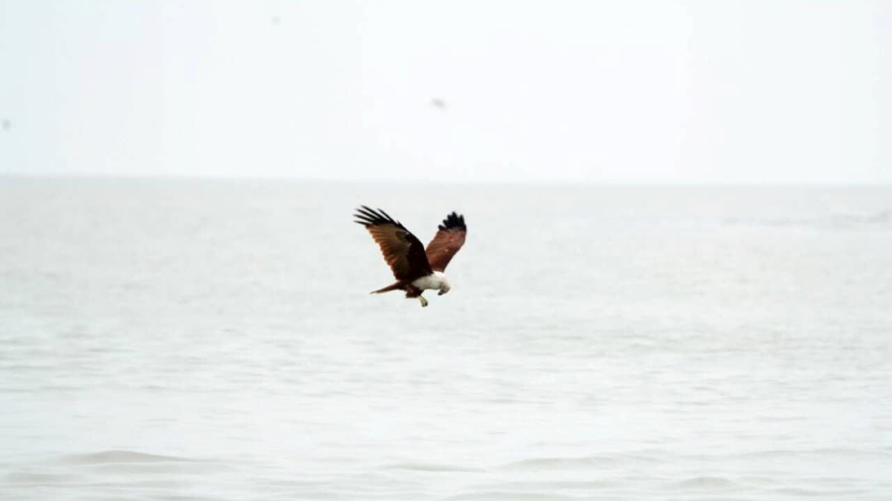 Eagle Watching Experience in Kuala Selangor - image 5
