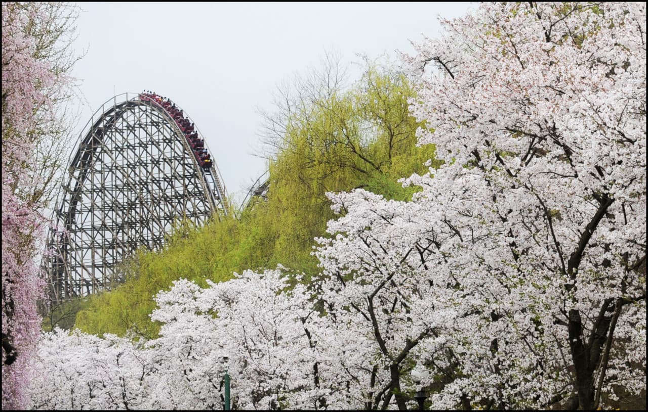 Everland Theme Park Ticket - image 20