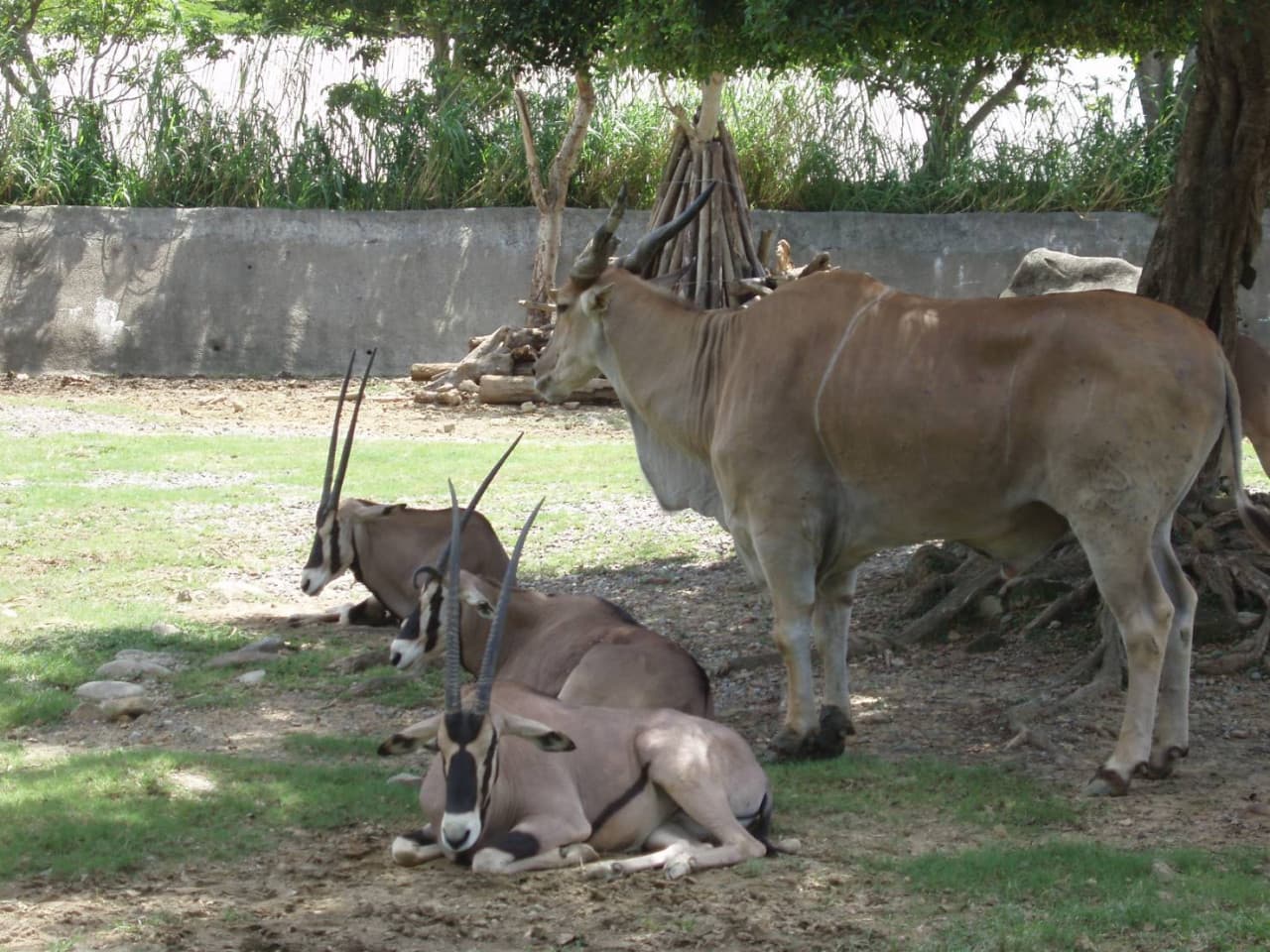 Zoo de Taipéi - imagen 3