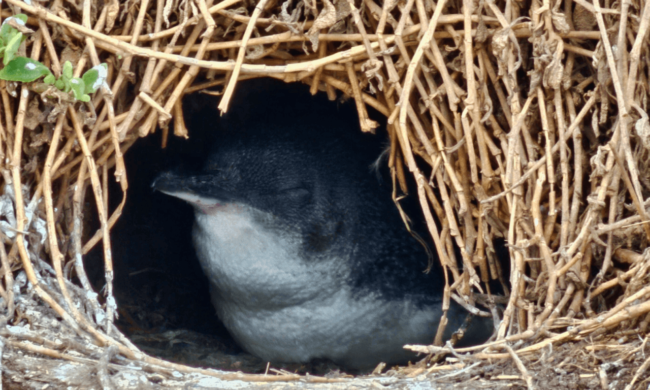 Penguins Express Tour from Melbourne - image 13