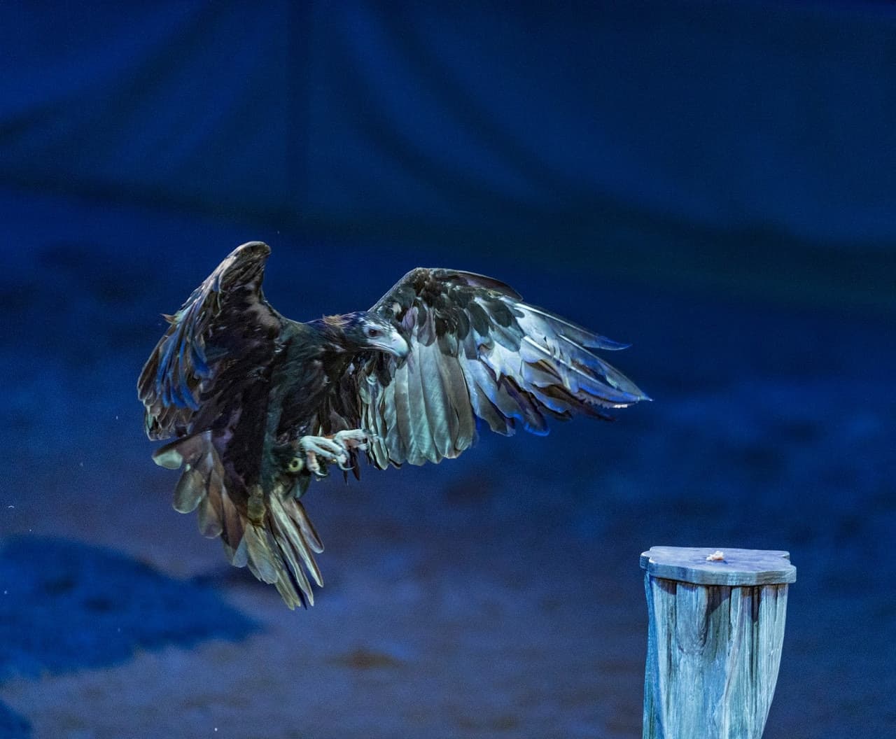 Australian Outback Spectacular Dinner Show Ticket - image 9