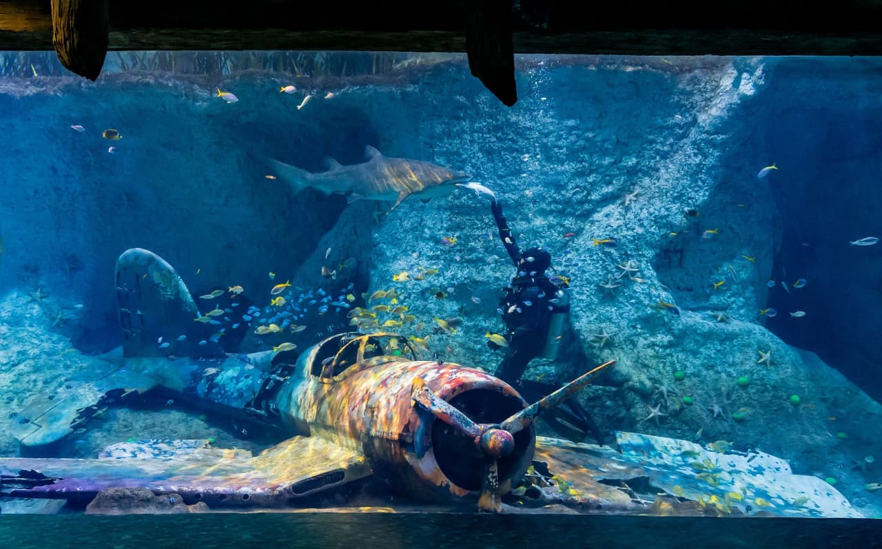 Entrada al National Aquarium Abu Dhabi - imagen 6