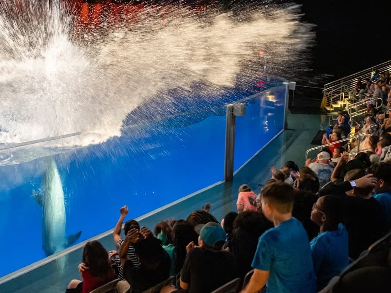 Georgia Aquarium: Fast Track Ticket - image 6