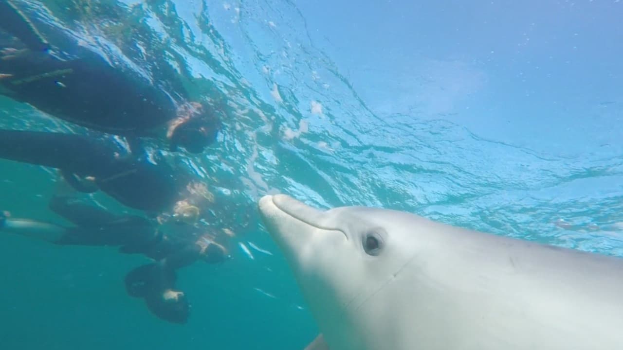 Swim with Wild Dolphins Experience at Rockingham - image 2