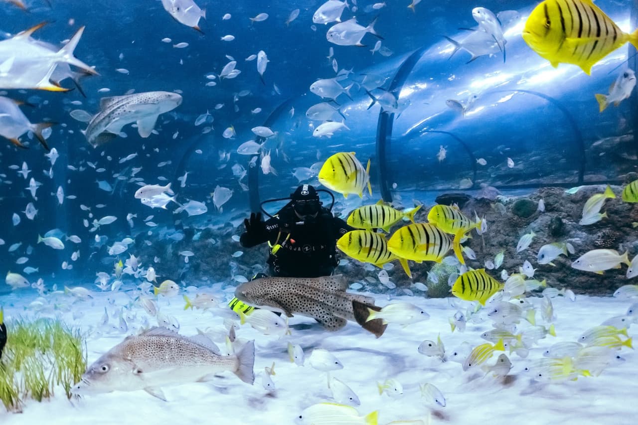 Entrada al National Aquarium Abu Dhabi - imagen 12
