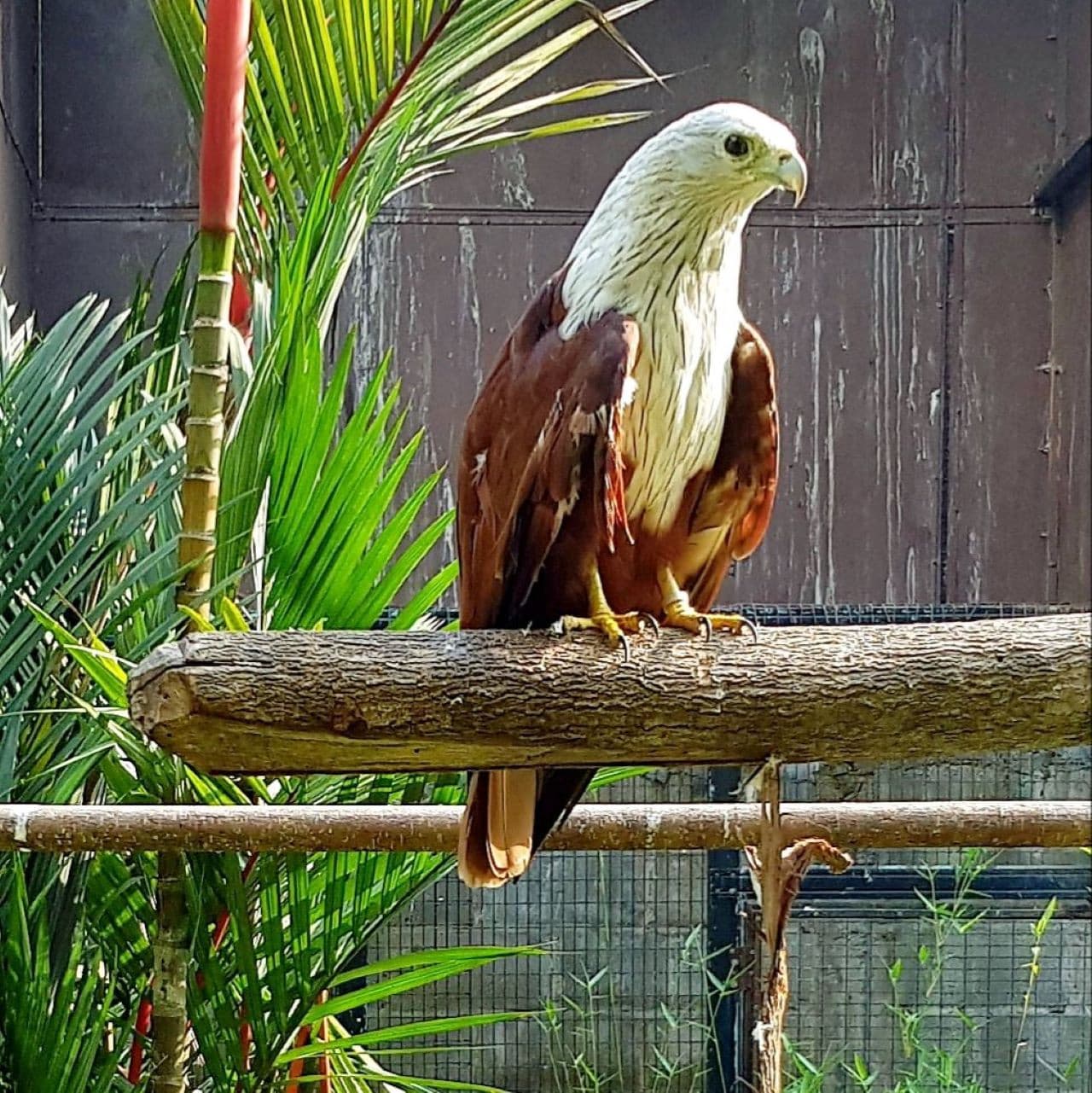 Penang Bird Park - imagen 9
