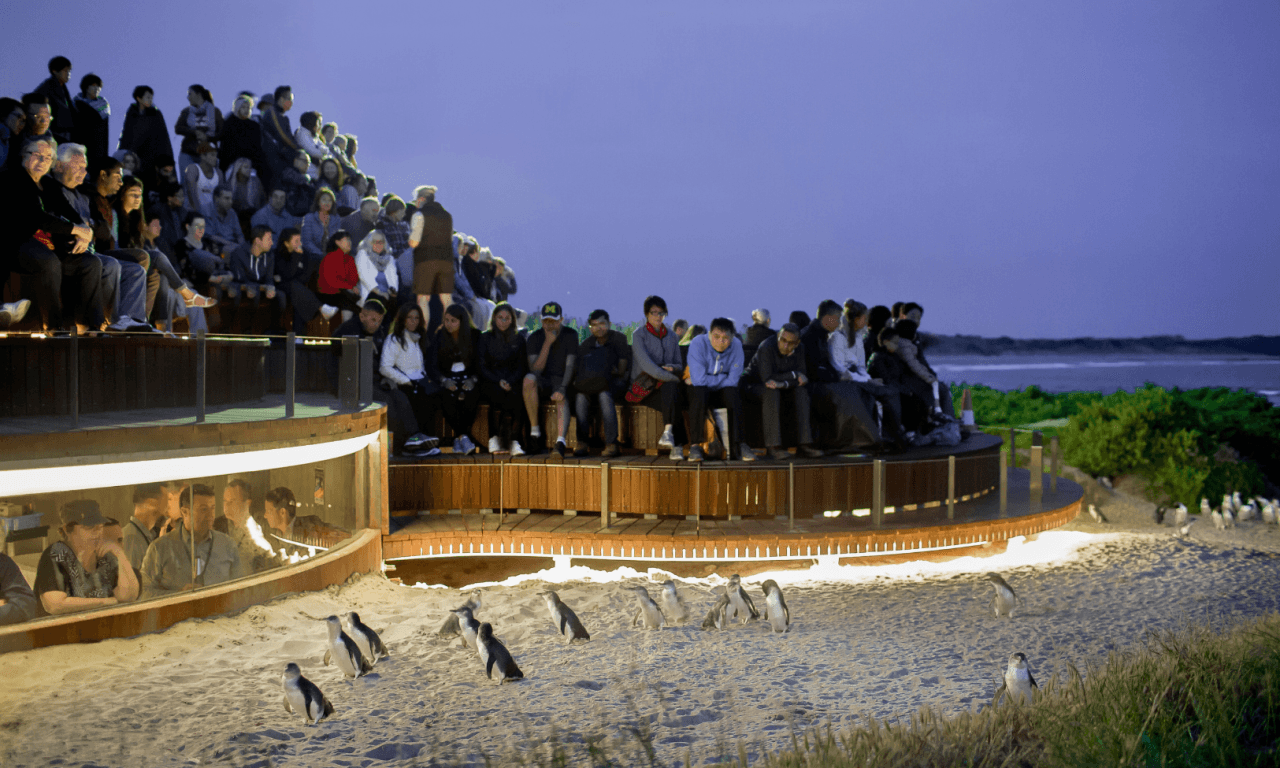 Phillip Island with Penguin Parade Eco Tour - image 32