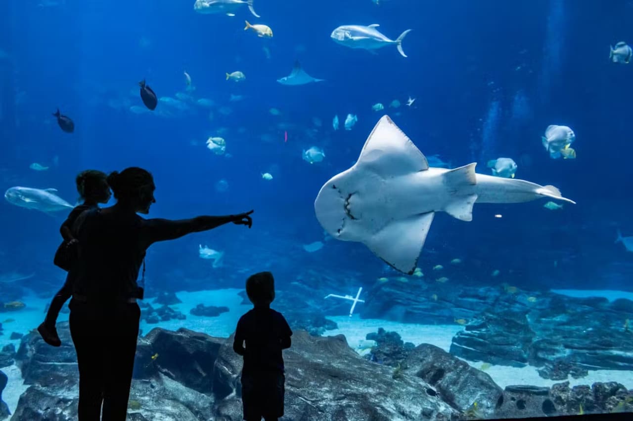 Georgia Aquarium: Fast Track Ticket - image 4