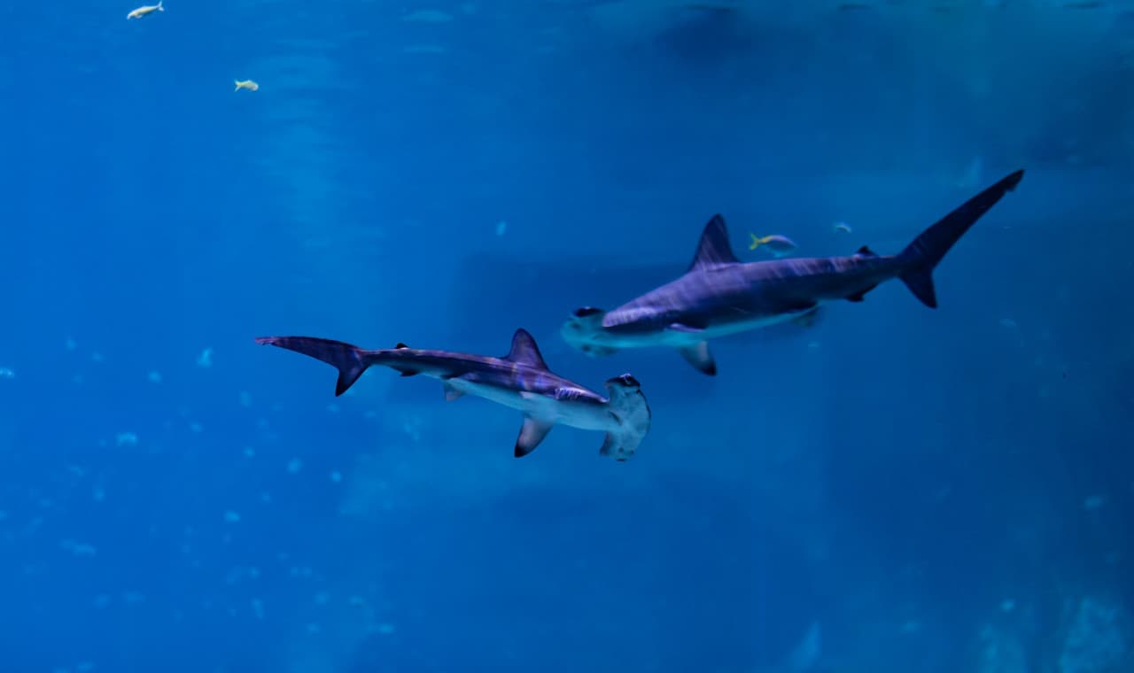 The National Aquarium Abu Dhabi Ticket - image 5