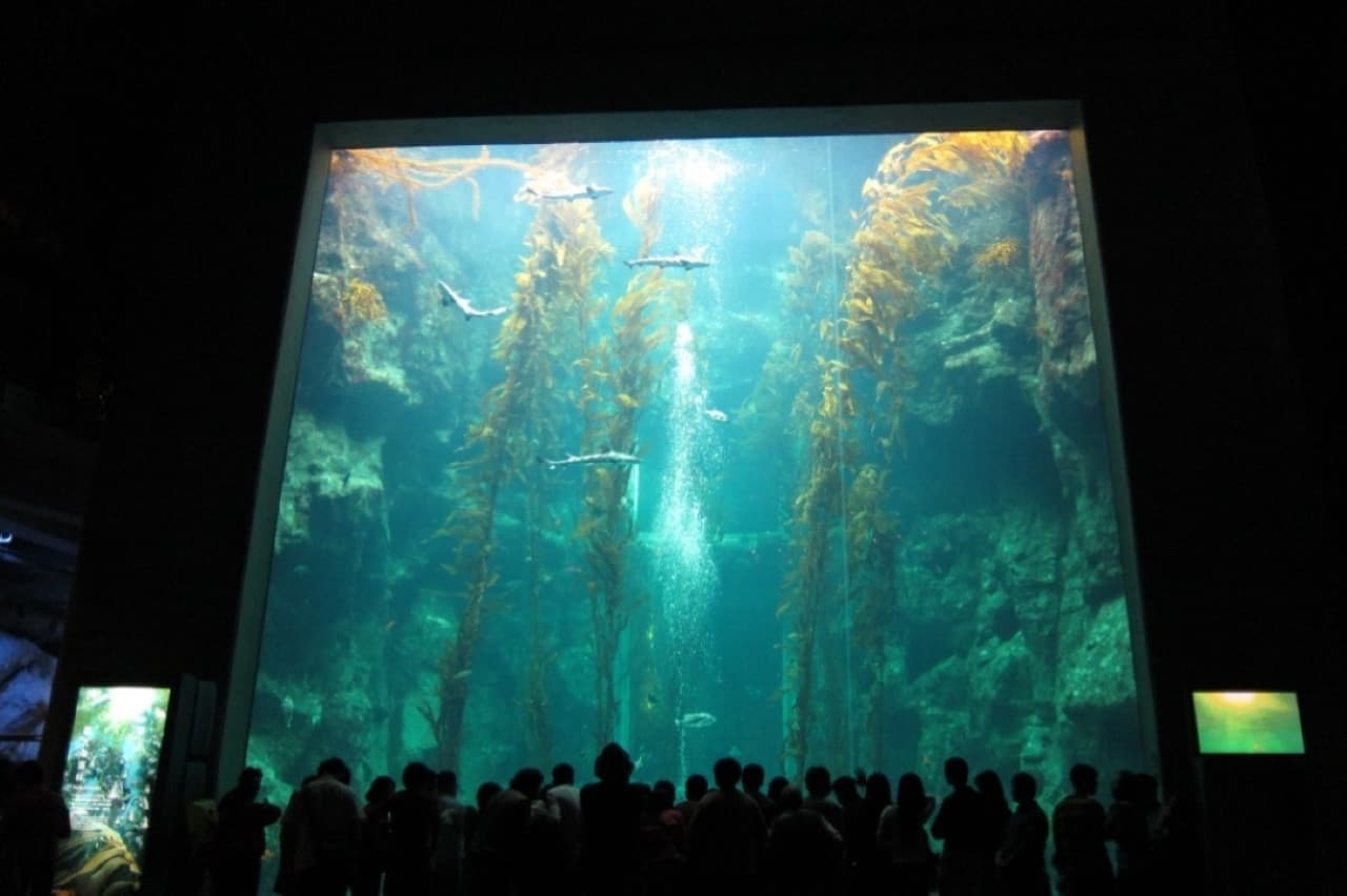 Pingtung National Museum of Marine Biology and Aquarium Ticket - image 6