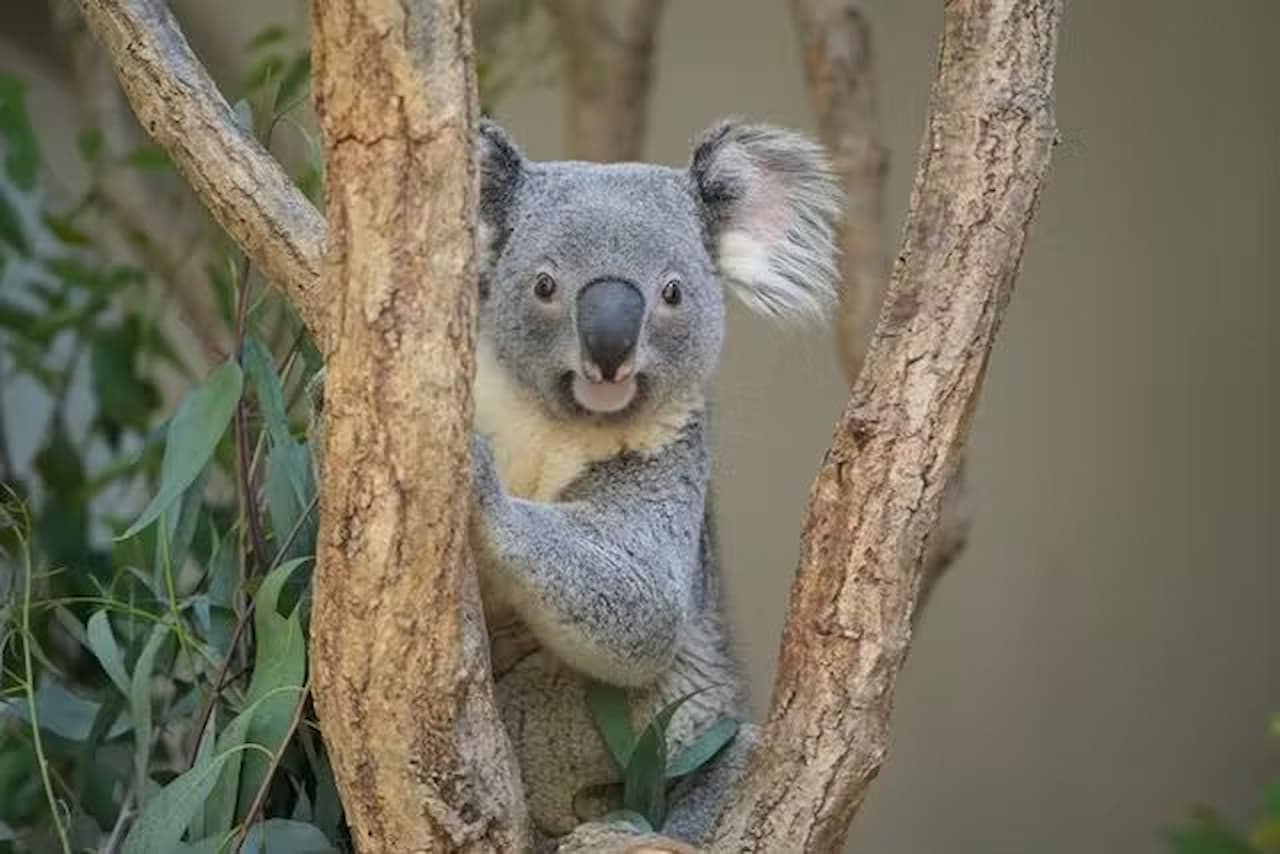 Zoológico y Jardines Botánicos Higashiyama de la ciudad de Nagoya - imagen 9