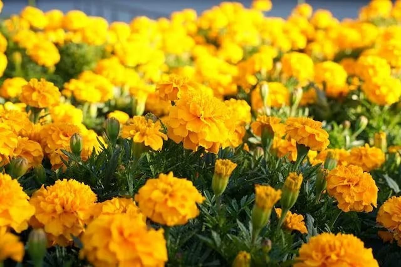 Nagoya-City Higashiyama Zoo and Botanical Gardens - image 13