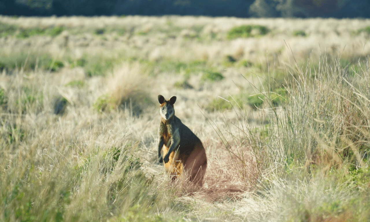 Phillip Island with Penguin Parade Eco Tour - image 36