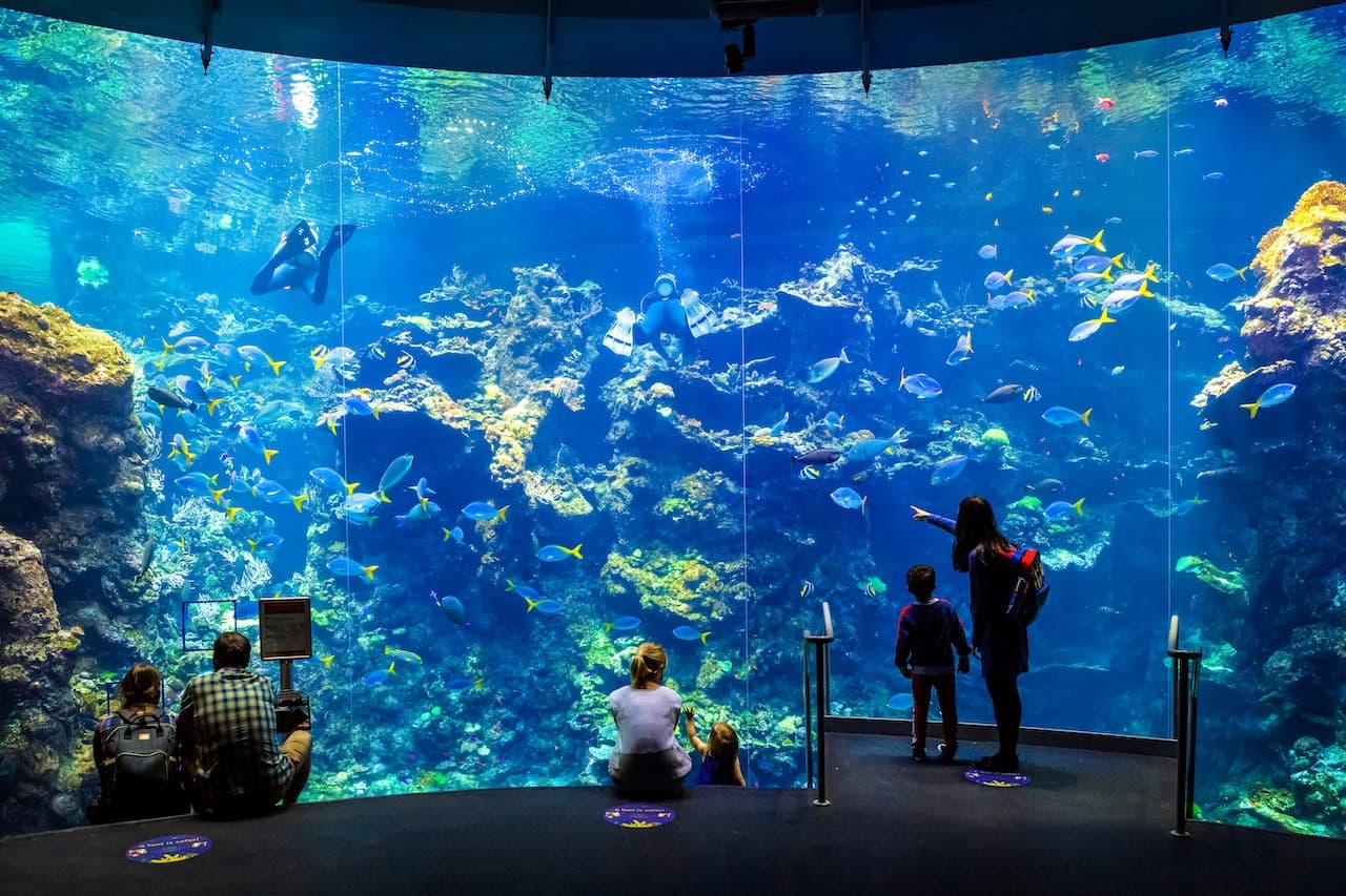 California Academy of Sciences Ticket - image 5
