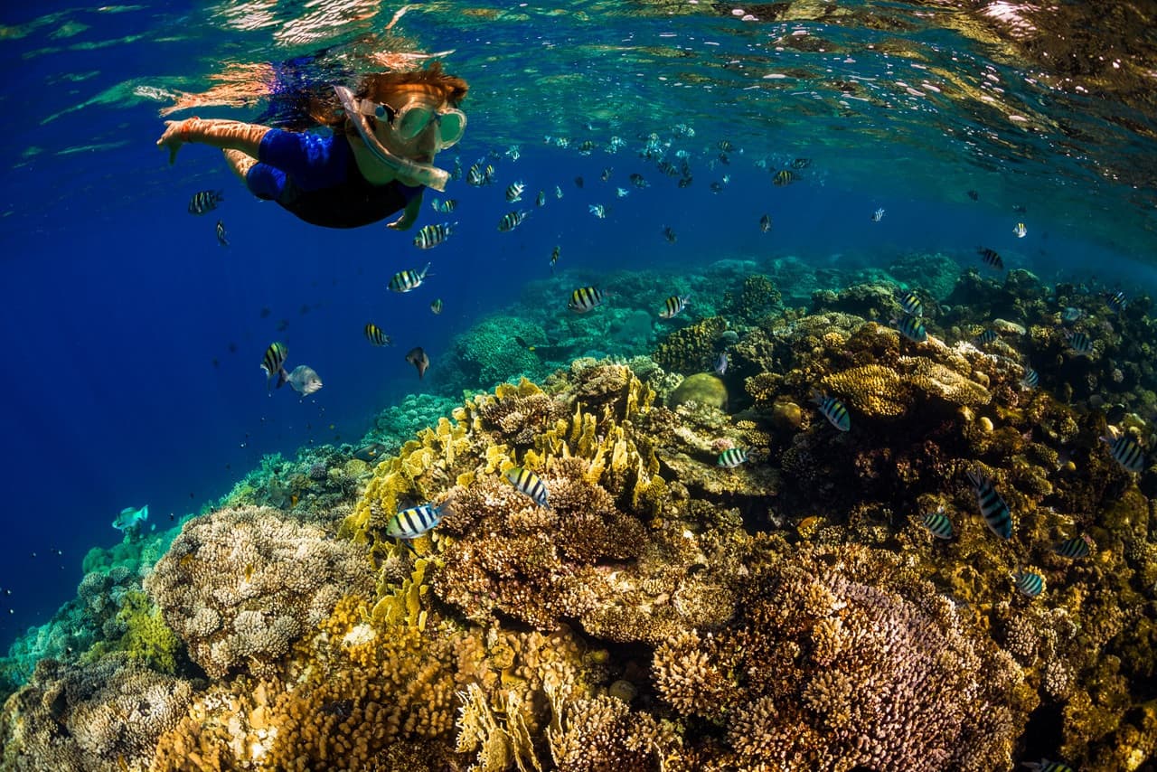 Kona Dolphin Watching Cruise with Snorkelling Experience - imagen 2