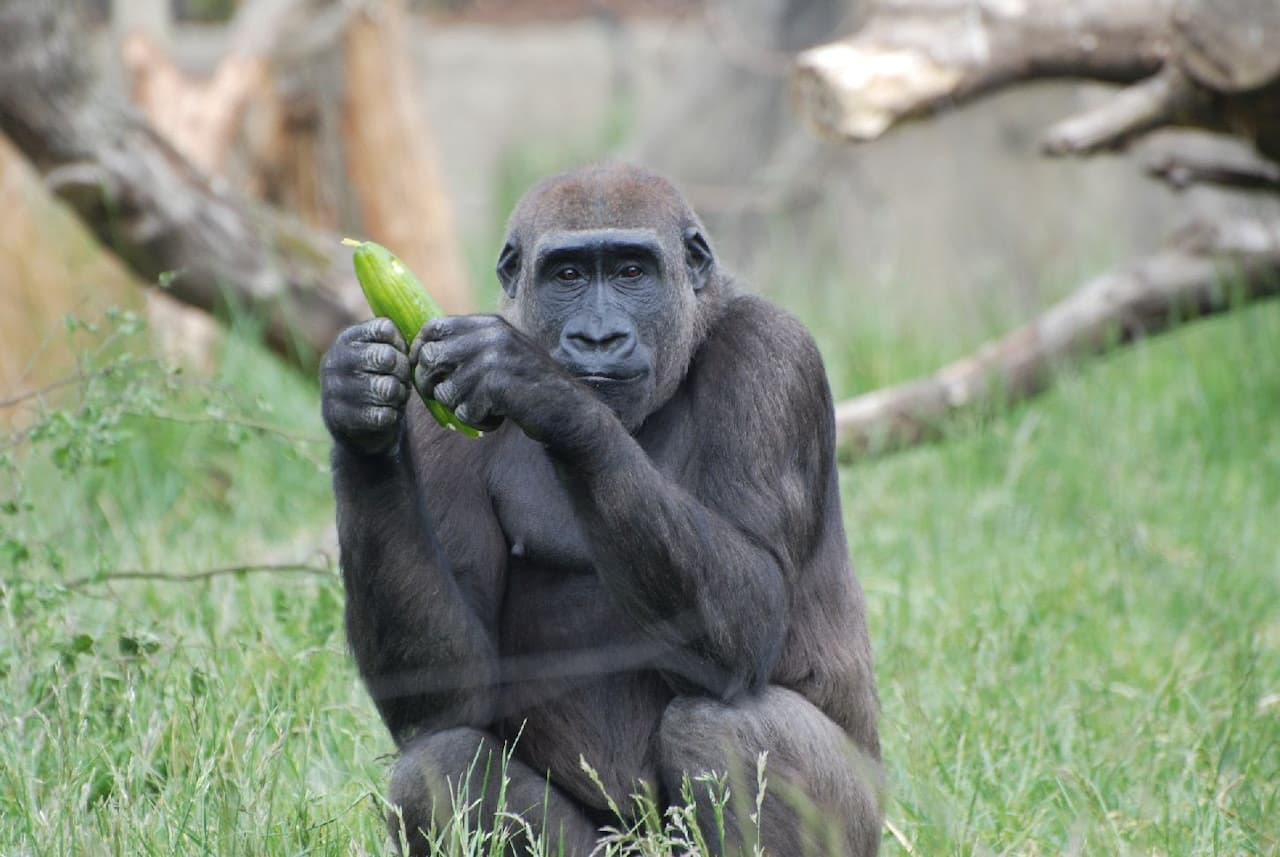 London Zoo - imagen 5
