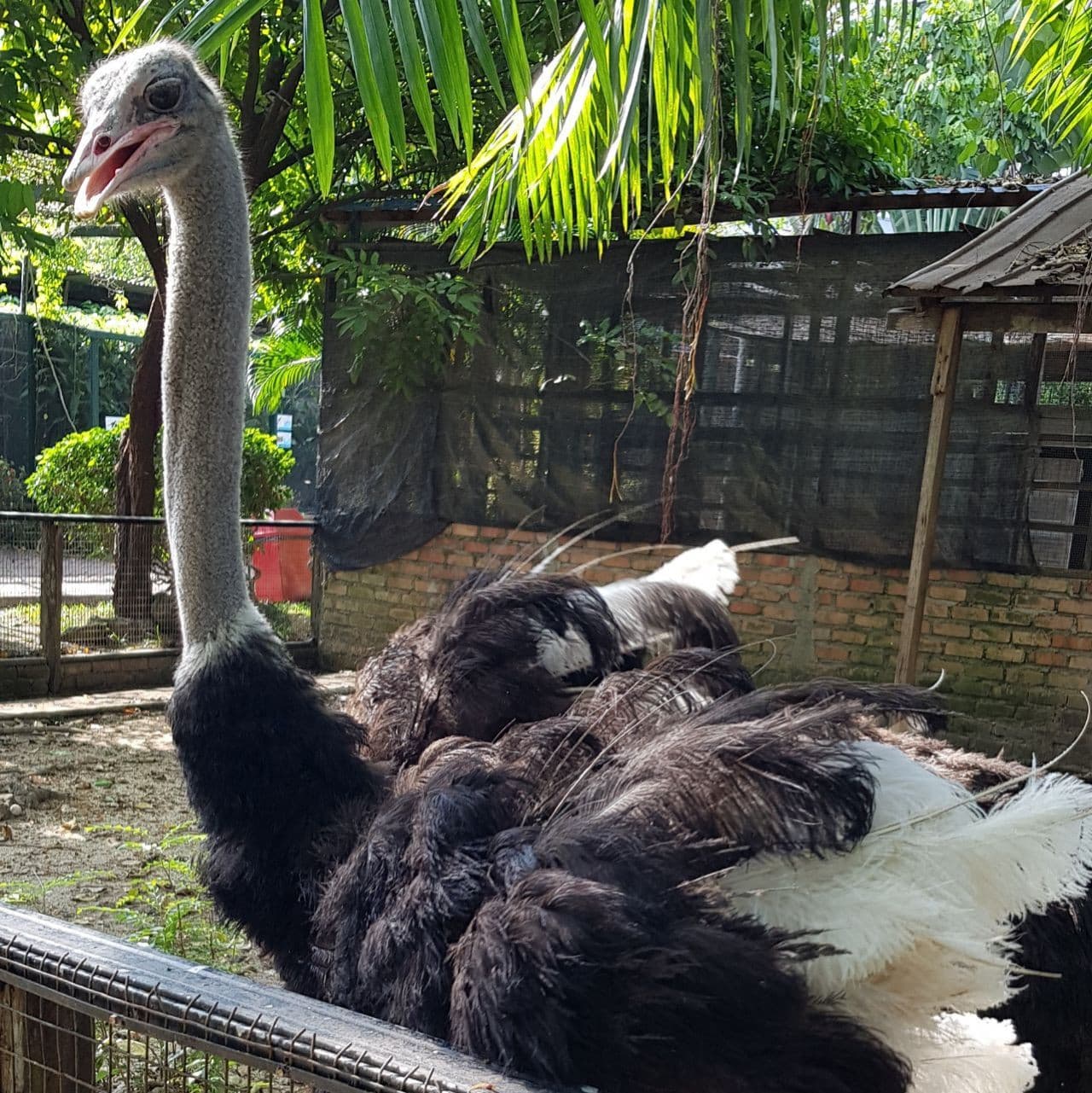 Penang Bird Park - image 5