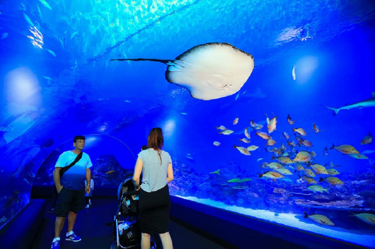 Cairns City Tours - image 10