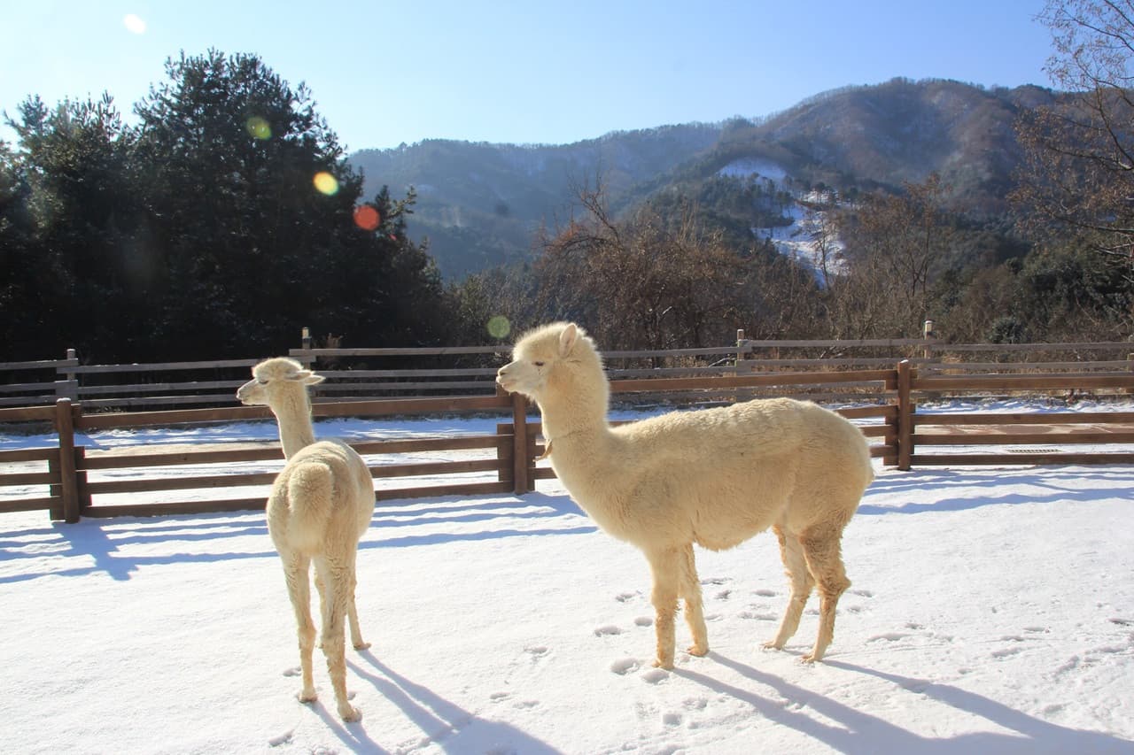 Alpaca World, Nami Island, and Garden of Morning Calm Tour from Seoul - image 2