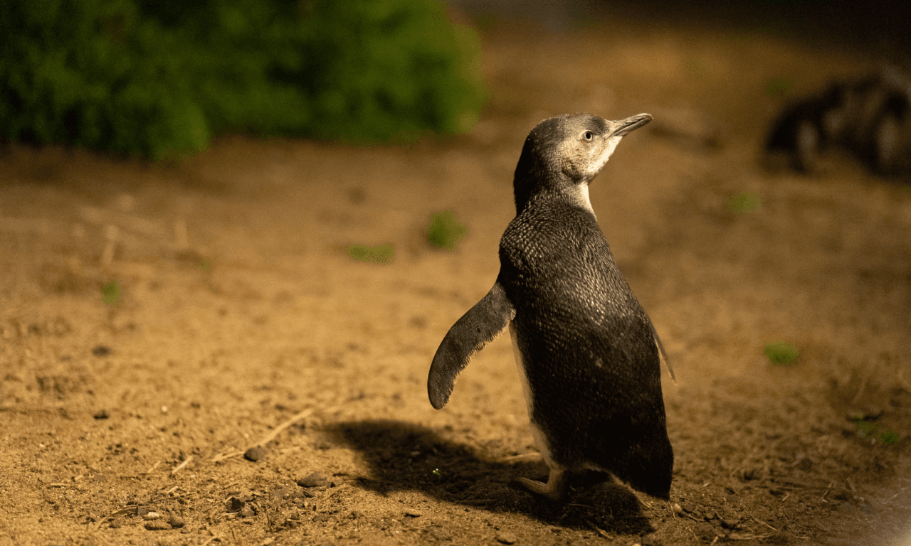 Phillip Island with Penguin Parade Eco Tour - image 27